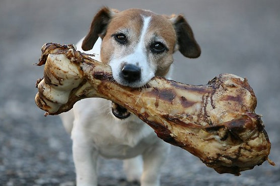 dog-with-big-bone