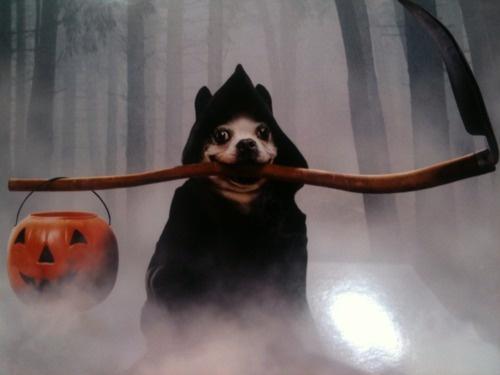 grim-reaper-dog-costume